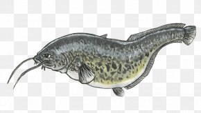 Wels Catfish Noodling Clip Art, PNG, 1150x601px, Catfish, Amur Catfish,  Blue, Bony Fish, Cartilaginous Fish Download Free