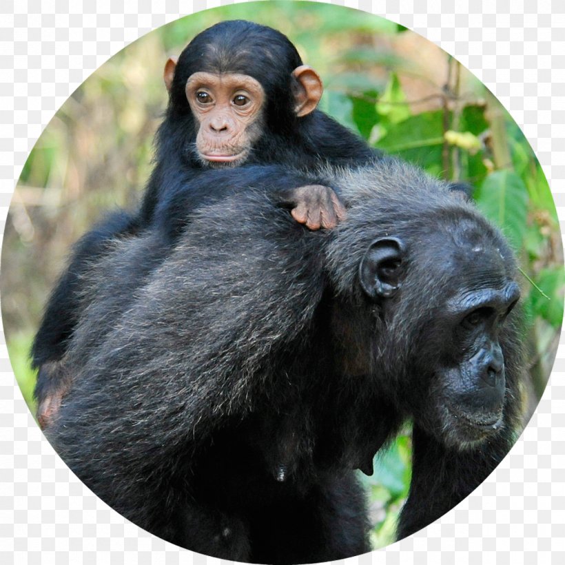 Gombe Stream National Park Common Chimpanzee Gorilla Baby Chimpanzee, PNG, 1200x1200px, Gombe Stream National Park, Ape, Baby Chimp, Baby Chimpanzee, Child Download Free