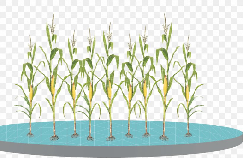 Maize Grasses Helicoverpa Zea Plant Science, PNG, 886x575px, Maize, Aquarium Decor, Cotton, Crop, Digital Media Download Free