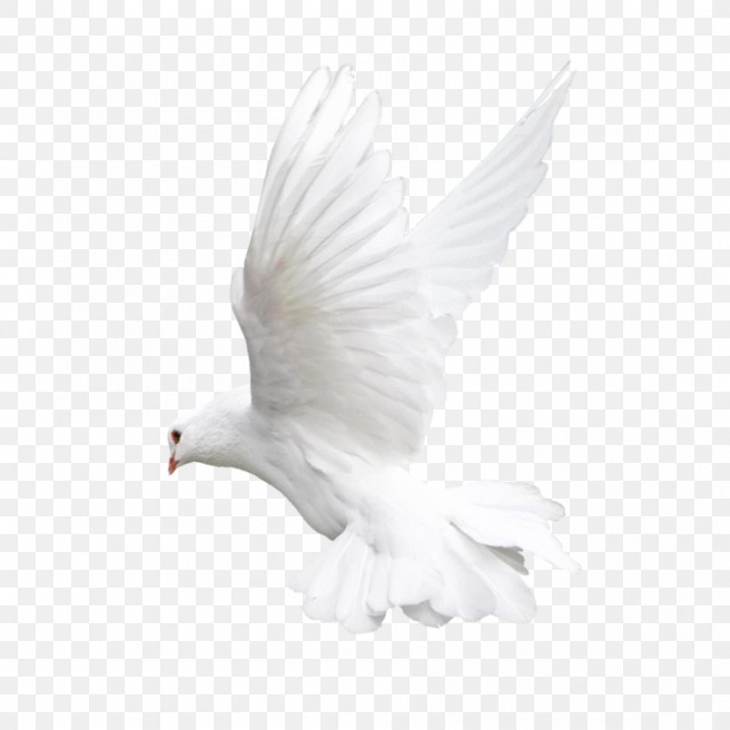 Pigeons And Doves Bird Fantail Pigeon Indian Fantail Flight, PNG, 894x894px, Pigeons And Doves, Animal Figure, Beak, Bird, Columbiformes Download Free