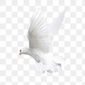 Pigeons And Doves Bird Transparency Release Dove Animal, PNG ...