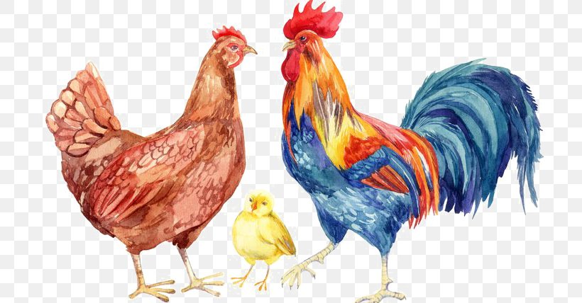 Chicken Rooster Watercolor Painting Drawing, PNG, 750x428px, Chicken, Beak, Bird, Chicken Coop, Comb Download Free