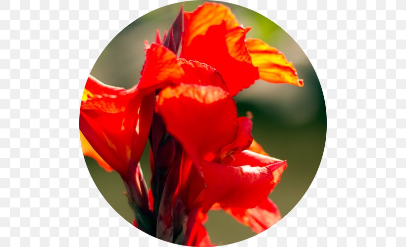 Guatemala Knowledge Local Community Education, PNG, 500x500px, Guatemala, Architectural Engineering, Canna Family, Canna Lily, Close Up Download Free