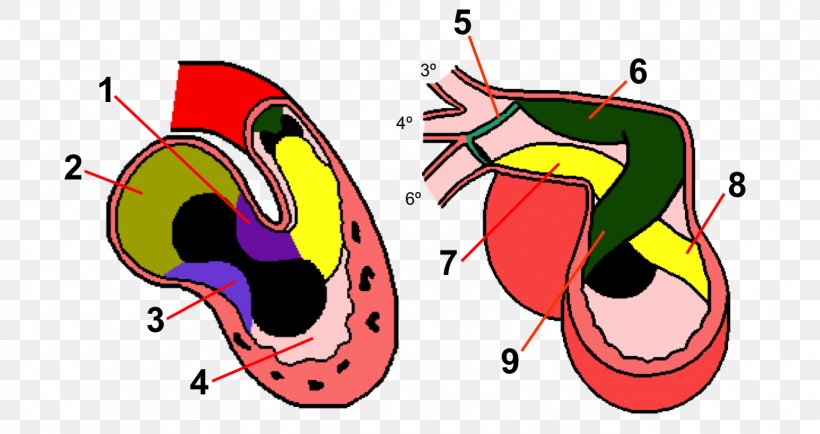 Human Anatomy Embryology Heart Development, PNG, 1366x723px, Watercolor, Cartoon, Flower, Frame, Heart Download Free