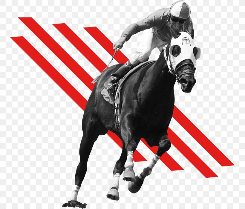 Meydan Racecourse Thoroughbred Standardbred Woodbine Racetrack Horse Racing, PNG, 752x700px, Meydan Racecourse, Bridle, Dog Like Mammal, Dubai World Cup, Equestrian Download Free