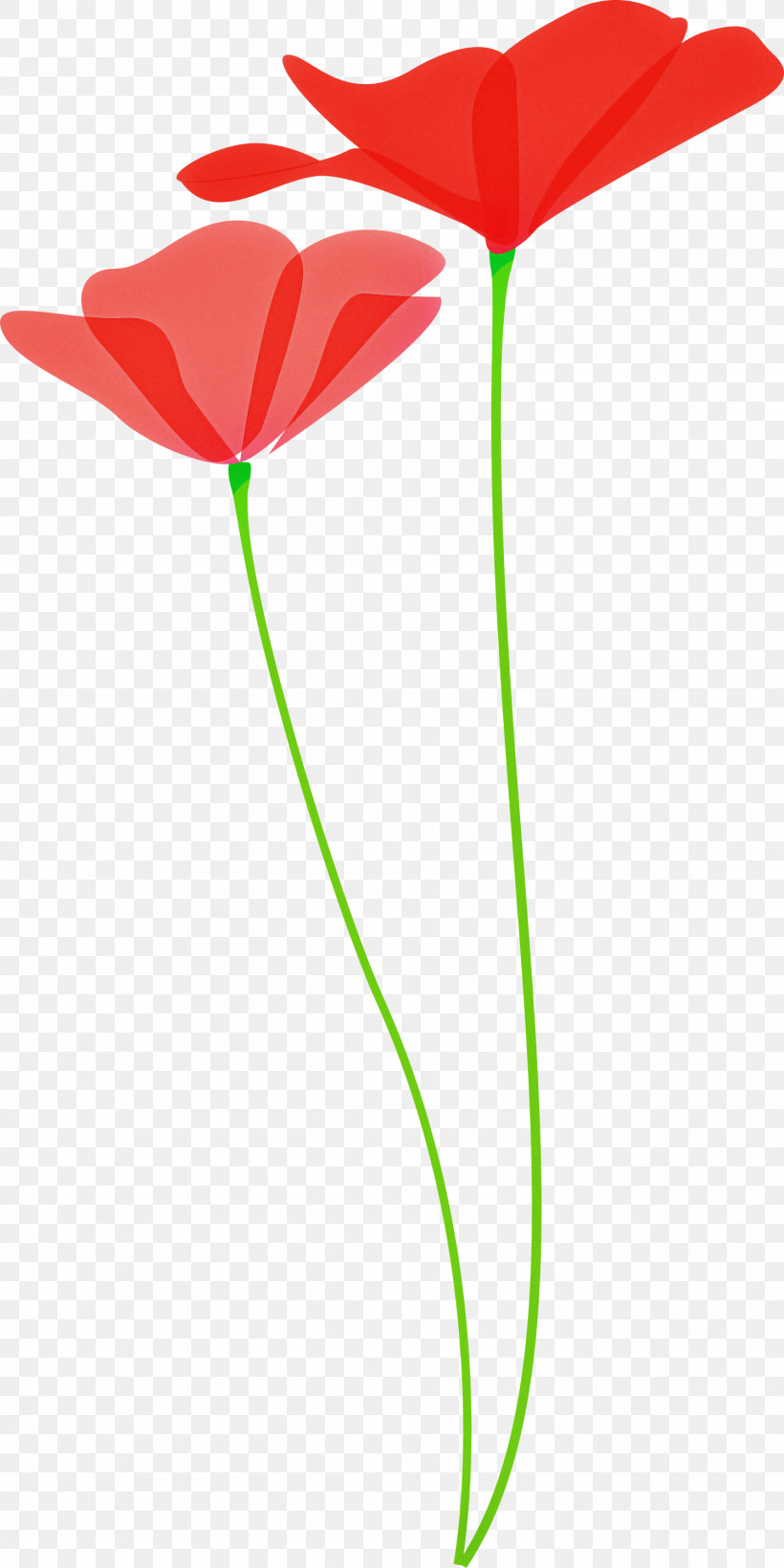 Poppy Flower, PNG, 1500x3000px, Poppy Flower, Anthurium, Coquelicot, Flower, Pedicel Download Free