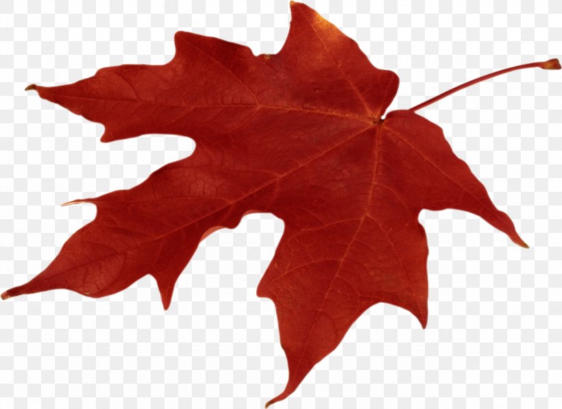 Autumn Leaf Color Clip Art, PNG, 1280x933px, Autumn Leaf Color, Autumn, Green, Leaf, Maple Leaf Download Free