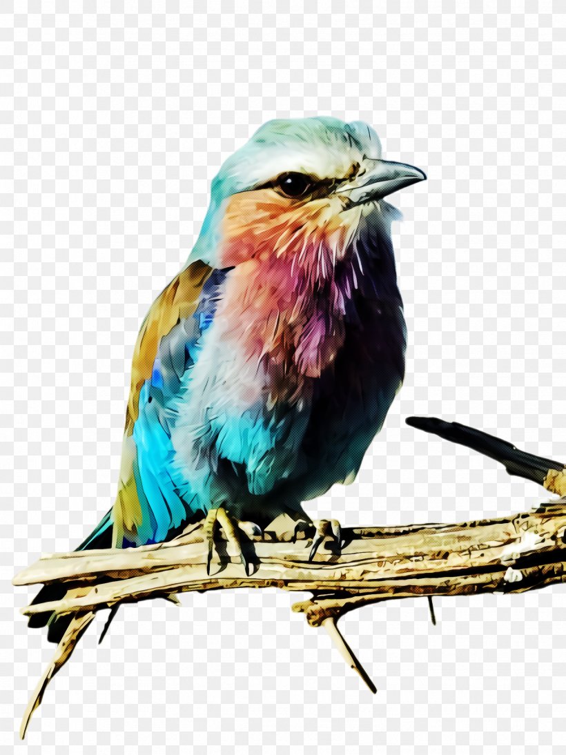Bird Roller Beak Watercolor Paint Cuculiformes, PNG, 1732x2312px, Bird, Beak, Coraciiformes, Cuculiformes, Roller Download Free