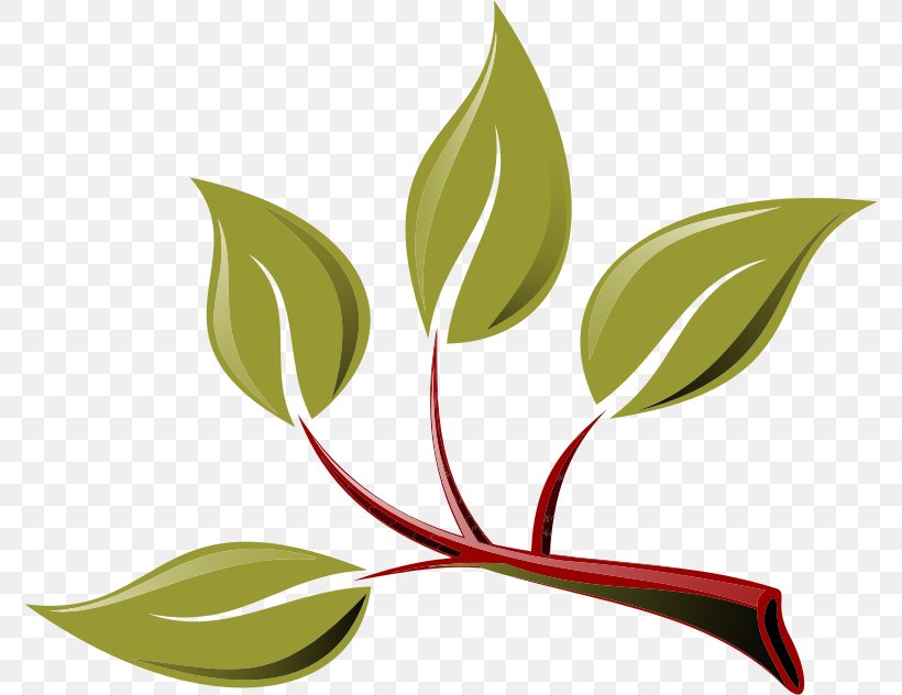 Branch Leaf Tree Clip Art, PNG, 776x632px, Branch, Flora, Flower, Leaf, Plant Download Free