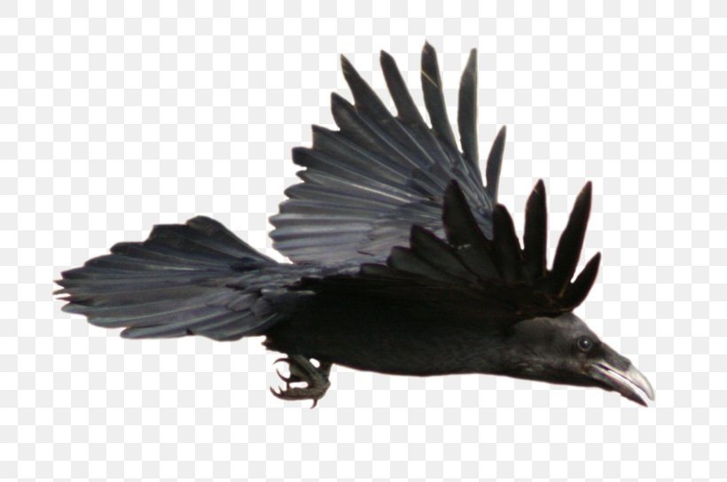 Common Raven Flight Watercolor Painting Clip Art, PNG, 800x544px, Common Raven, American Crow, Art, Beak, Bird Download Free