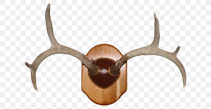 Deer Horn Trophy Hunting Antler, PNG, 650x425px, Deer, Antler, Horn, Hunting, Material Download Free
