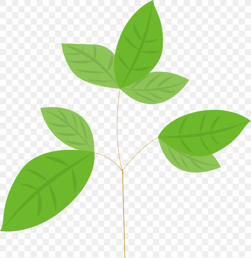 Leaf Green Plant Flower Tree, PNG, 2919x3000px, Leaf, Flower, Green, Hypericum, Plant Download Free