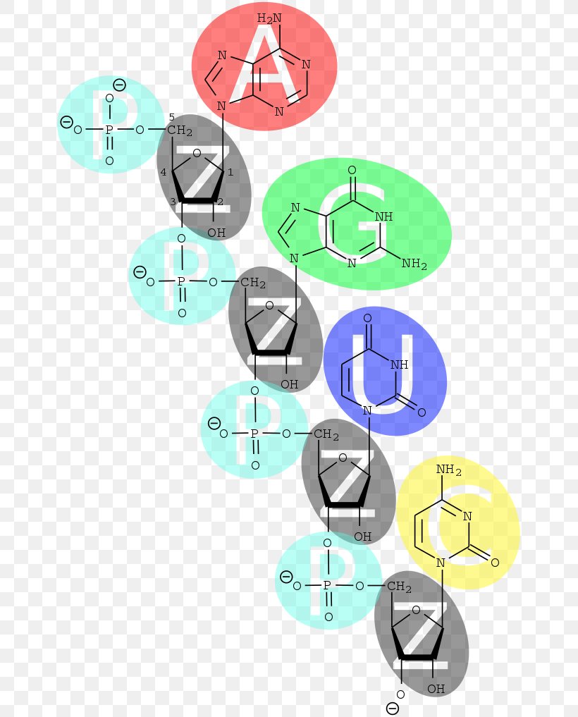 Nucleic Acid Nucleotide DNA Base, PNG, 667x1017px, Watercolor, Cartoon, Flower, Frame, Heart Download Free