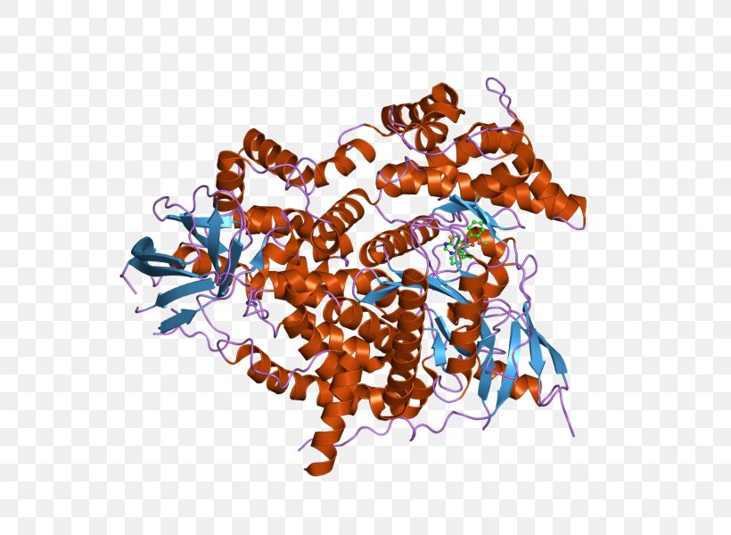 Clip Art NME1-NME2 HECT Domain UBE3A, PNG, 800x600px, Hect Domain, Art, Nucleosidediphosphate Kinase, Organism, Probability Distribution Download Free