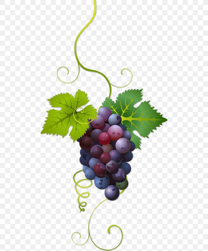 Common Grape Vine Wine, PNG, 500x986px, Common Grape Vine, Flowering Plant, Food, Fruit, Grape Download Free