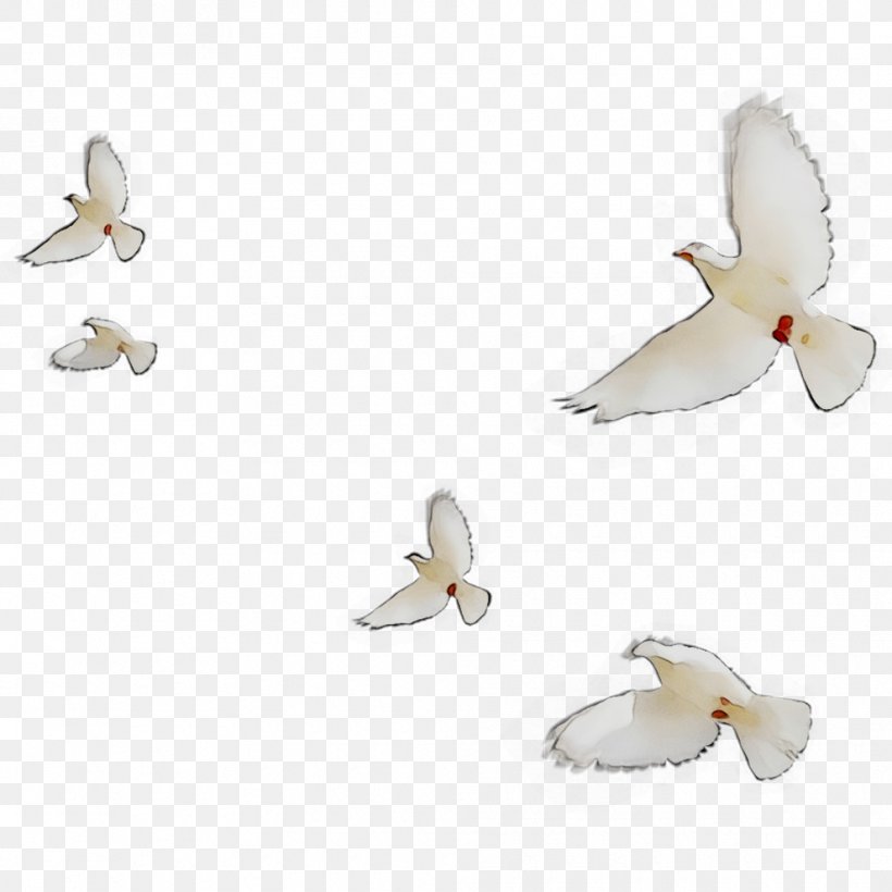 Cygnini Beak Goose Duck Water Bird, PNG, 990x990px, Cygnini, Beak, Bird, Butterfly, Duck Download Free