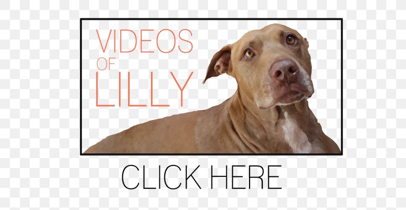 Dog Breed American Pit Bull Terrier American Bulldog, PNG, 590x425px, Dog Breed, American Bulldog, American Pit Bull Terrier, Breed, Bull Download Free