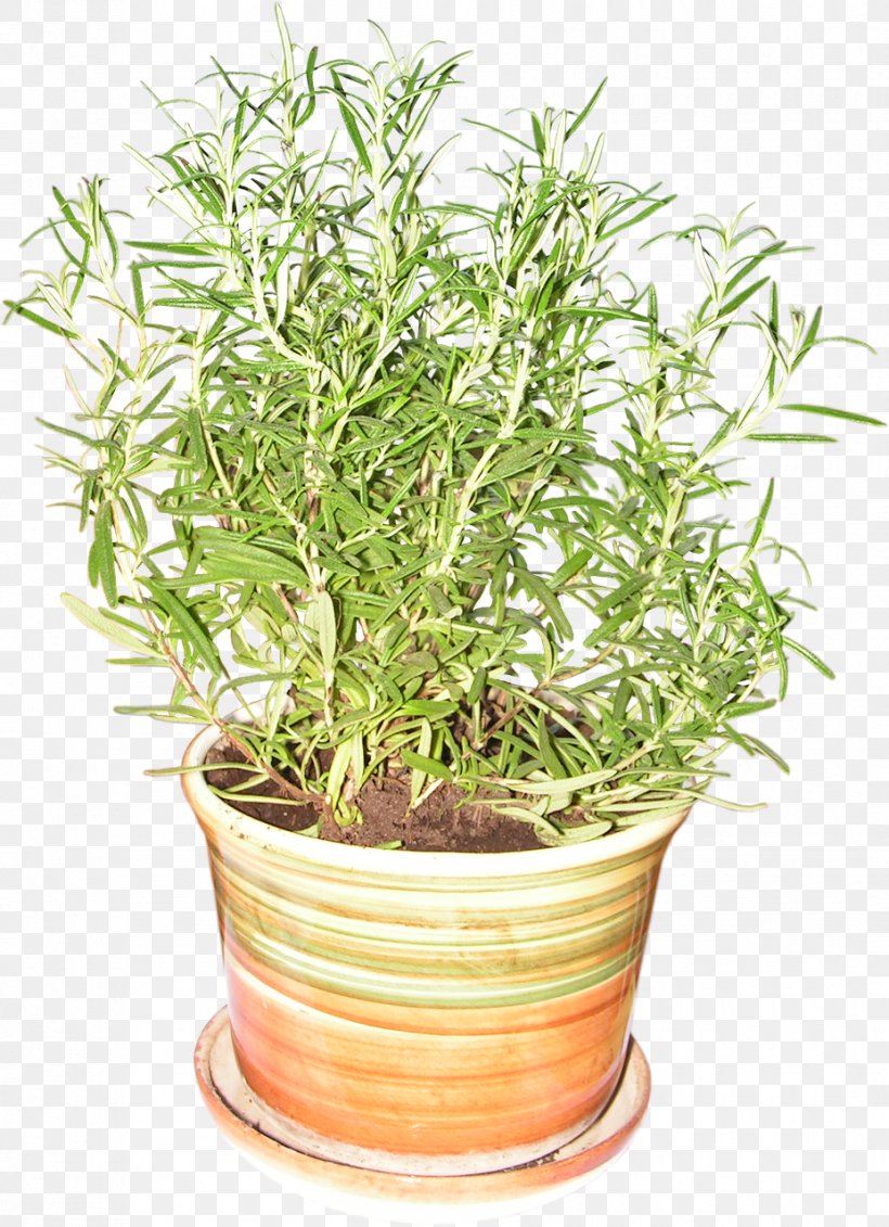 Rosemary Plant Herb Flowerpot Spice, PNG, 928x1280px, Rosemary, Almond, Fines Herbes, Flowerpot, Food Download Free