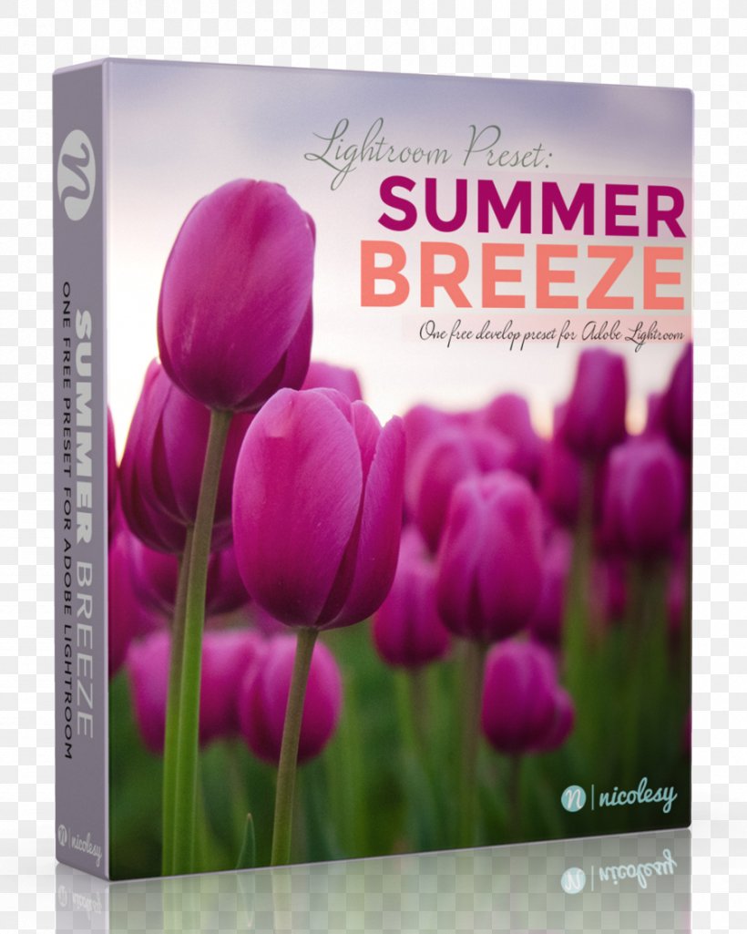 Adobe Lightroom Tulip Printing Summer Breeze Business, PNG, 900x1125px, Adobe Lightroom, Advertising, Americas, Business, Flower Download Free