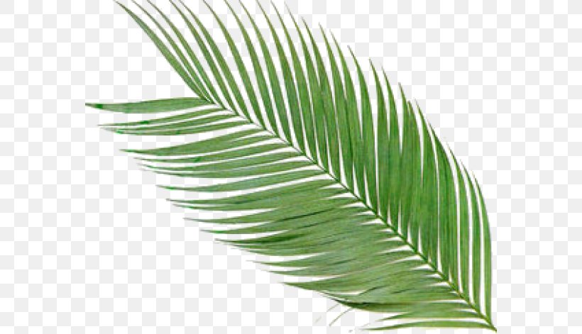 Arecaceae Frond Palm Branch Clip Art, PNG, 580x471px, Arecaceae, Arecales, Feather, Frond, Grass Download Free