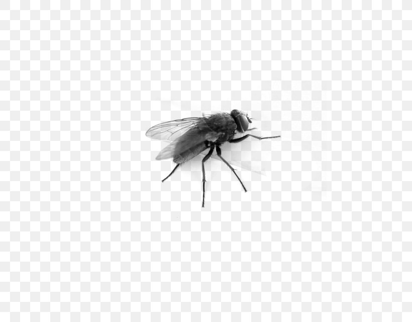 Desktop Wallpaper Clip Art, PNG, 480x640px, Fly, Arthropod, Black And White, Housefly, Image File Formats Download Free