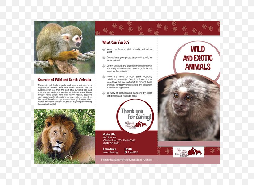 Exotic Pet Animal Welfare Wildlife, PNG, 600x600px, Exotic Pet, Advertising, Animal, Animal Rescue Group, Animal Rights Download Free