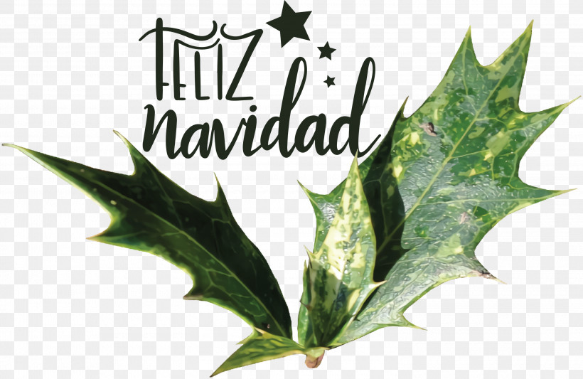 Feliz Navidad Merry Christmas, PNG, 3000x1951px, Feliz Navidad, Aquifoliaceae, Aquifoliales, Christmas Day, Common Holly Download Free