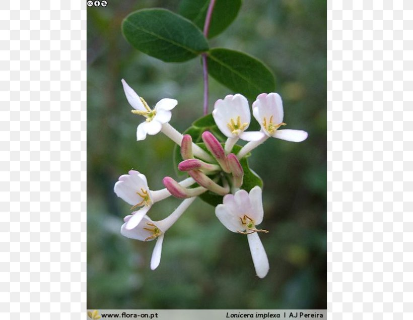 Honeysuckle Madressilva É O Que Há Nature Naturalist, PNG, 818x635px, Honeysuckle, Blossom, Flora, Flower, Flowering Plant Download Free