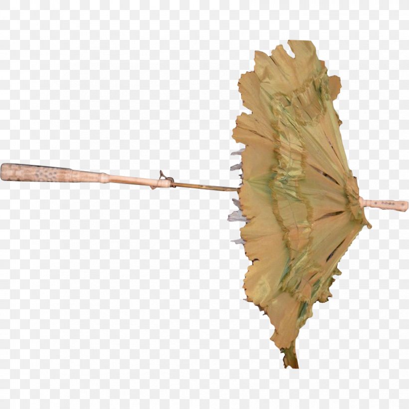 Leaf Twig Plant Stem, PNG, 843x843px, Leaf, Plant, Plant Stem, Twig Download Free