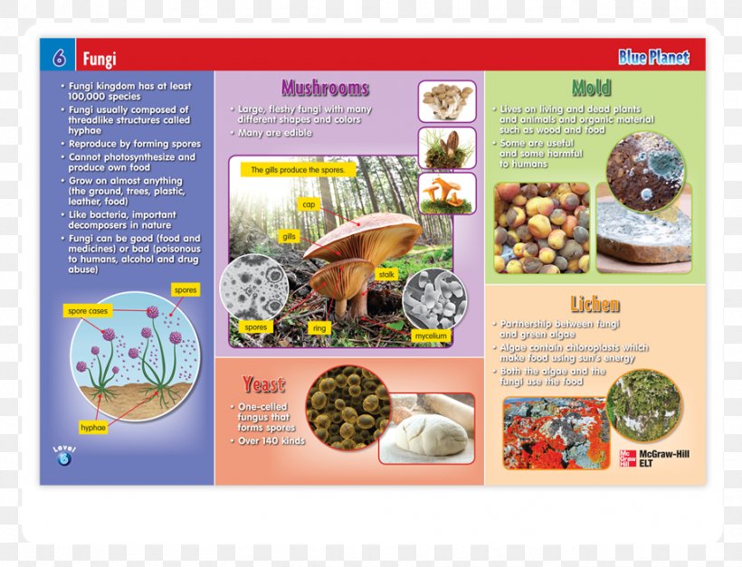 Mushroom Paperback Spore Organism Recipe, PNG, 918x702px, Mushroom, Brochure, Food, Organism, Paperback Download Free