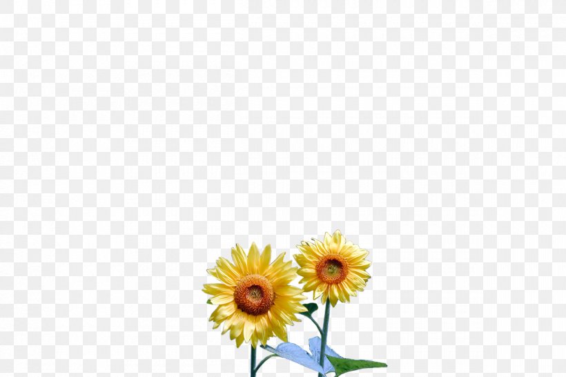 Common Daisy Common Sunflower Transvaal Daisy Floral Design Oxeye Daisy, PNG, 1200x800px, Common Daisy, Common Sunflower, Cut Flowers, Daisy, Daisy Family Download Free