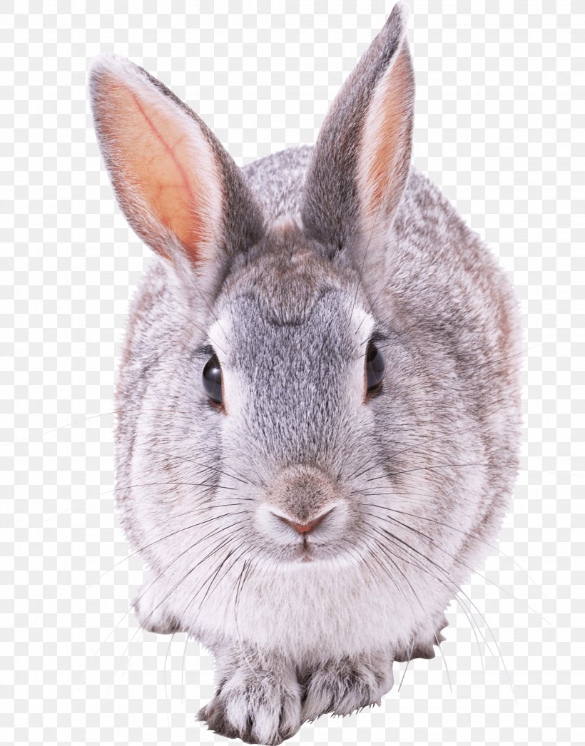 Mini Lop French Lop Rabbit, PNG, 1946x2484px, Holland Lop, Domestic Rabbit, Easter Bunny, European Rabbit, Fauna Download Free