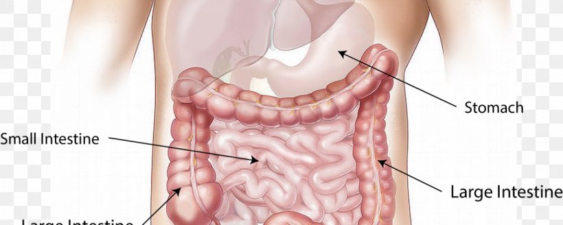 Nutrient Human Body Digestion Gastrointestinal Tract Feces, PNG, 1200x480px, Watercolor, Cartoon, Flower, Frame, Heart Download Free