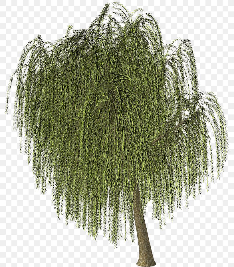 Willow Larch Shrub Clip Art, PNG, 790x933px, Willow, Branch, Email, Equisetum, Evergreen Download Free
