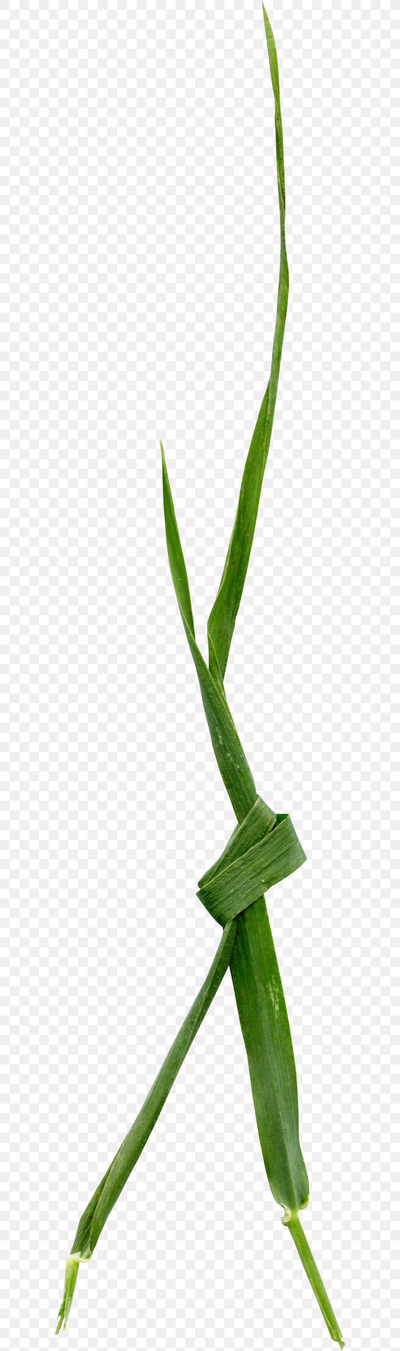Leaf Grasses Plant Stem Close-up Aloe Vera, PNG, 596x2767px, Leaf, Aloe, Aloe Vera, Closeup, Family Download Free