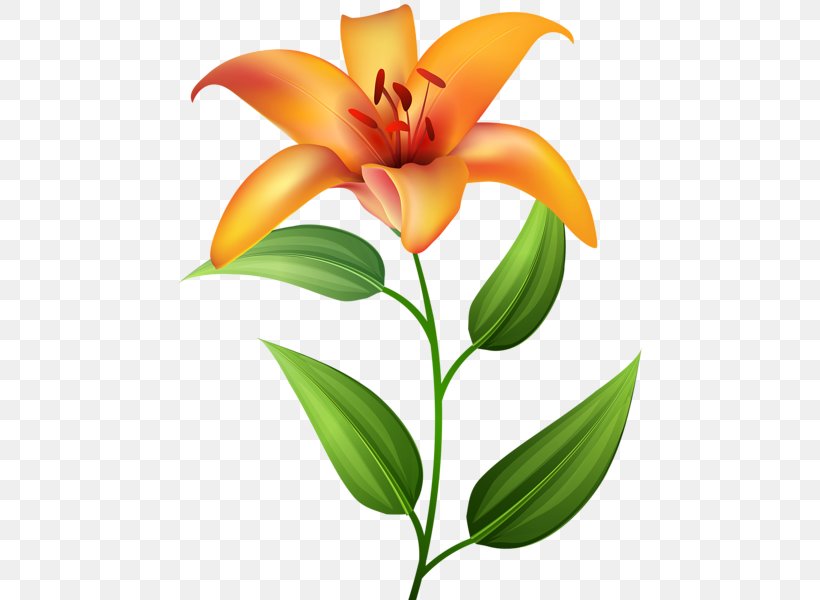 Lilium Bulbiferum Tiger Lily Flower Hemerocallis Fulva Clip Art, PNG, 468x600px, Lilium Bulbiferum, Bud, Cut Flowers, Daylily, Egyptian Lotus Download Free