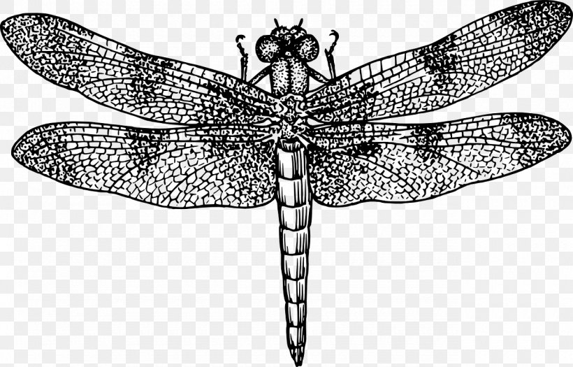 Line Art Drawing Clip Art, PNG, 1280x820px, Line Art, Arthropod, Black And White, Dragonflies And Damseflies, Dragonfly Download Free