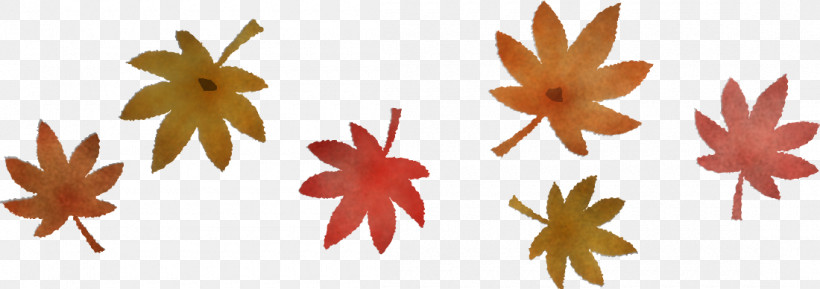 Maple Leaf, PNG, 1100x388px, Petal, Biology, Leaf, Maple, Maple Leaf Download Free