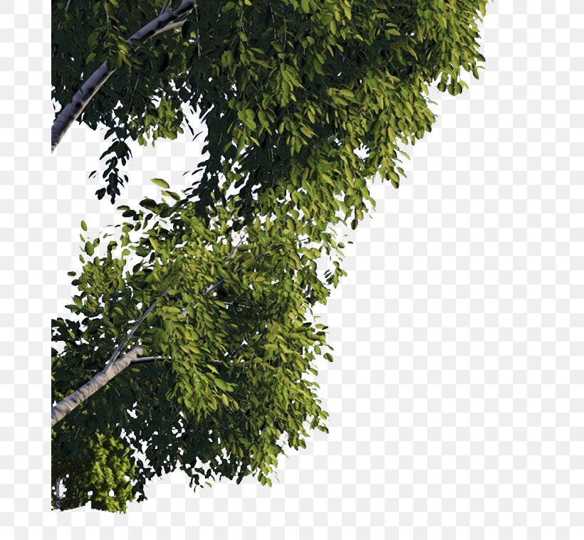 Quercus Suber Tree Branch American Sycamore, PNG, 675x759px, Quercus Suber, Acer Campestre, American Sycamore, Branch, Cork Download Free