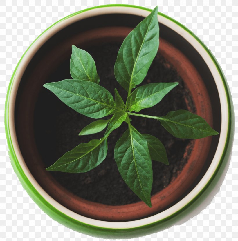 Succulent Plant Garden Flowerpot Plant Propagation, PNG, 1752x1778px, Plant, Basil, Container Garden, Flowerpot, Food Download Free