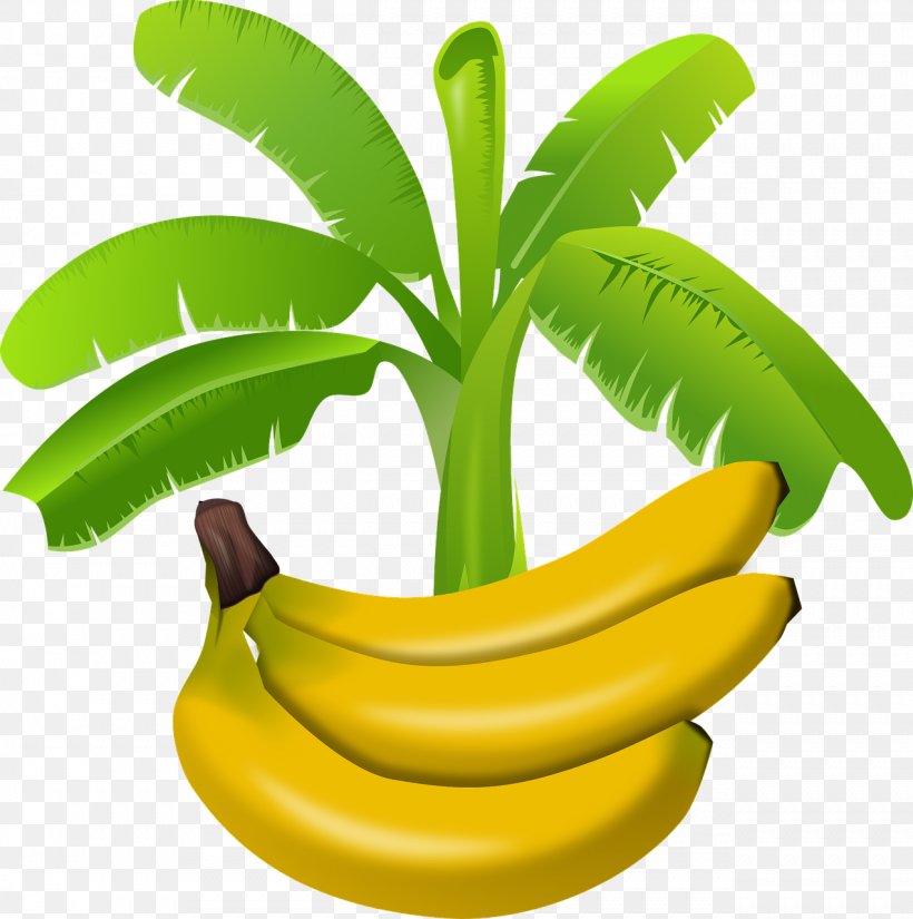 Banana Pudding Saba Banana, PNG, 1271x1280px, Banana Pudding, Banana, Banana Family, Banana Leaf, Banana Plantation Download Free