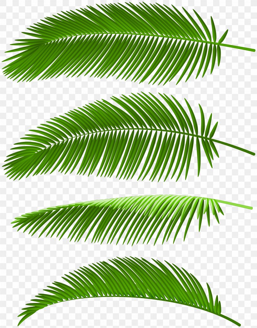 Image Palm Trees Clip Art Leaf, PNG, 6265x8000px, Palm Trees, Arecales, Art Museum, Branch, Grass Download Free