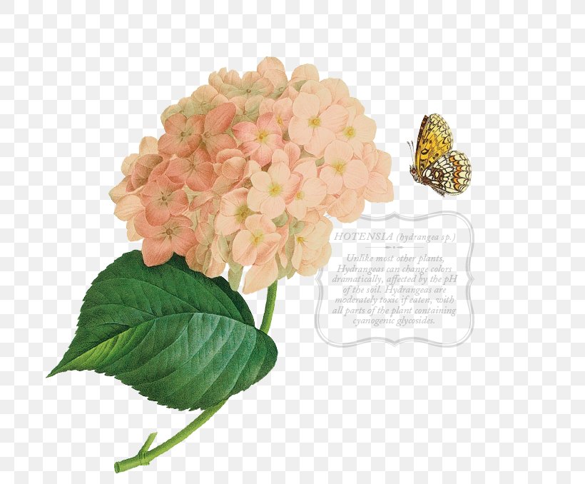 Pink Flower Cartoon, PNG, 715x678px, French Hydrangea, Artificial Flower, Buddleia, Cornales, Cut Flowers Download Free
