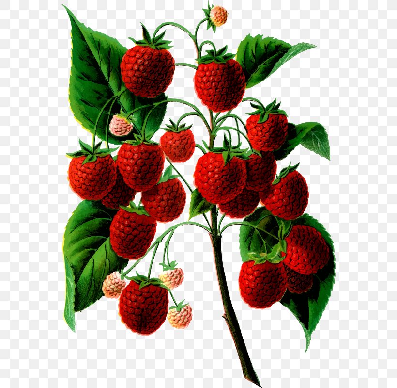 Red Raspberry Food Fruit Clip Art, PNG, 567x800px, Raspberry, Berry, Botany, Food, Fruit Download Free