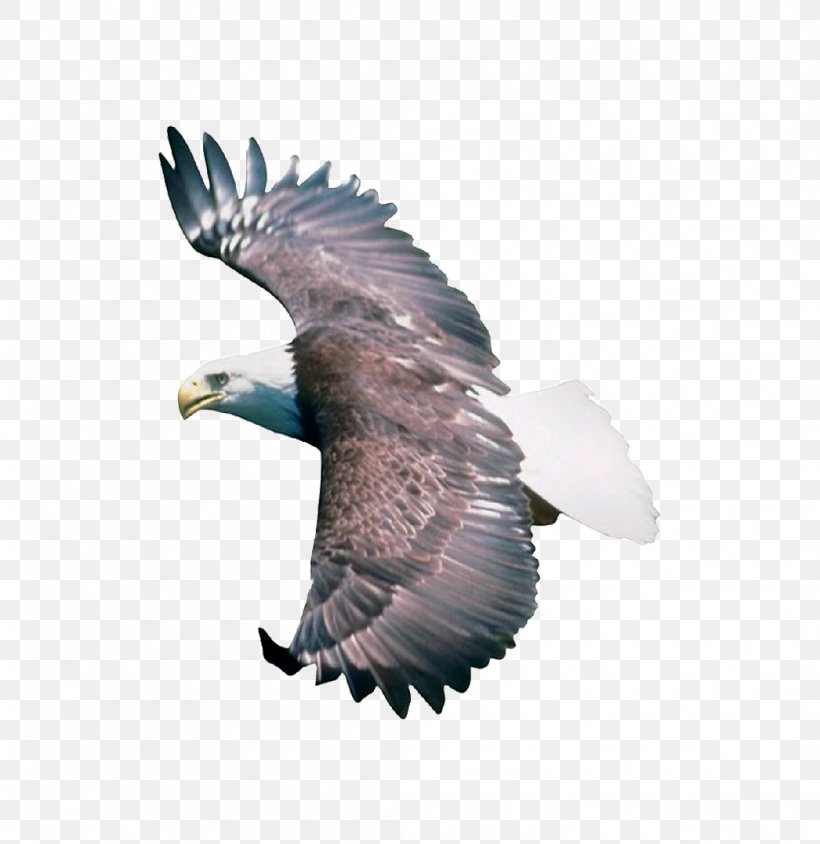 Bird Eagle .dwg, PNG, 1046x1077px, Bird, Accipitriformes, Animal, Autocad Dxf, Bald Eagle Download Free