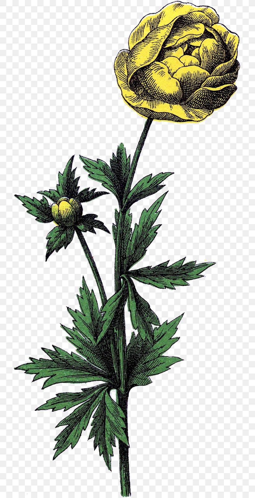 Flower Trollius Botanical Illustration Drawing, PNG, 740x1600px, Flower, Antique, Botanical Illustration, Botany, Buttercup Download Free