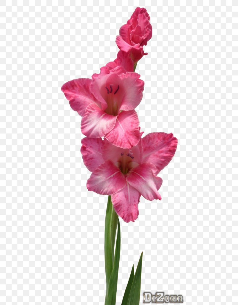 Gladiolus Photography Ansichtkaart Plant Stem UCoz, PNG, 450x1051px, Gladiolus, Ansichtkaart, Cut Flowers, Flower, Flowering Plant Download Free
