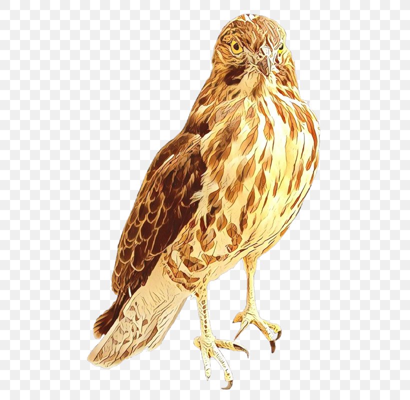 Hawk Owl Buzzard Beak Fauna, PNG, 513x800px, Hawk, Accipitriformes, Beak, Bird, Bird Of Prey Download Free