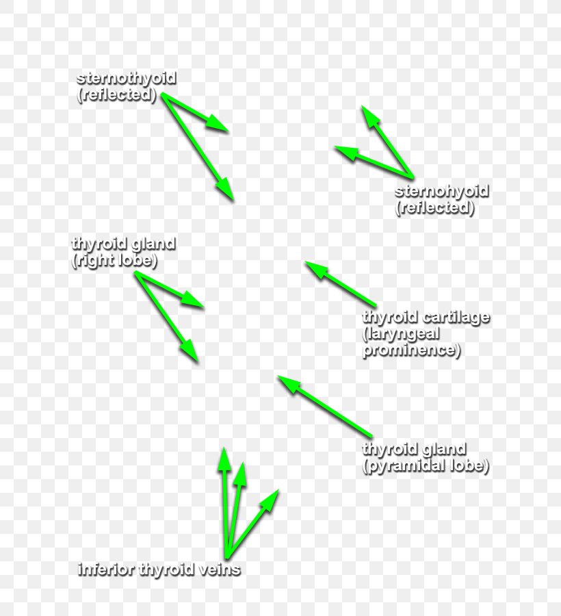 Line Angle Font, PNG, 636x900px, Green, Area, Diagram, Grass, Text Download Free