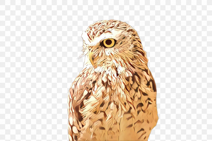 Owl Bird Bird Of Prey Beak Barn Owl, PNG, 2452x1632px, Owl, Barn Owl, Beak, Bird, Bird Of Prey Download Free